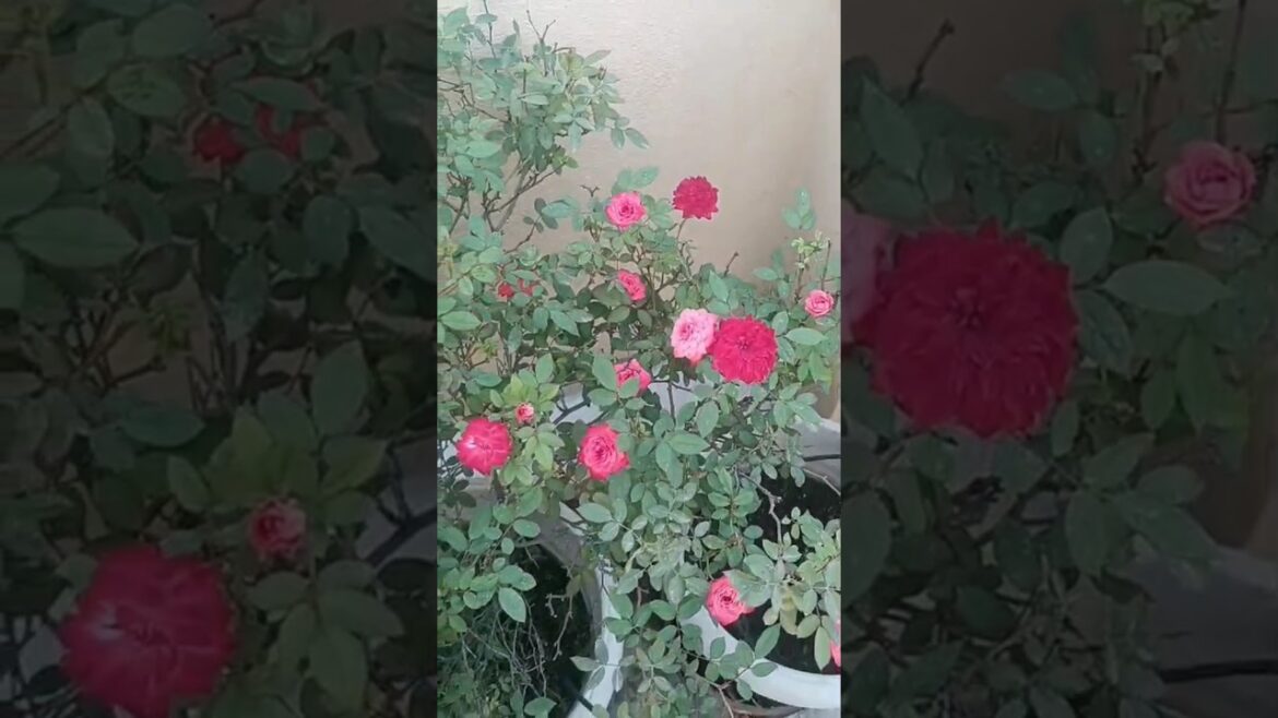 Terrace gardening tips💡@sk trends and vlogs