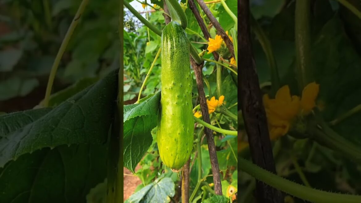 Edible fresh plants in🍓 the garden🍁🍅 #shorts #garden #satisfying #youtubeshorts Edible fresh plants in🍓 the garden🍁🍅 #shorts #garden #satisfying #youtubeshorts
