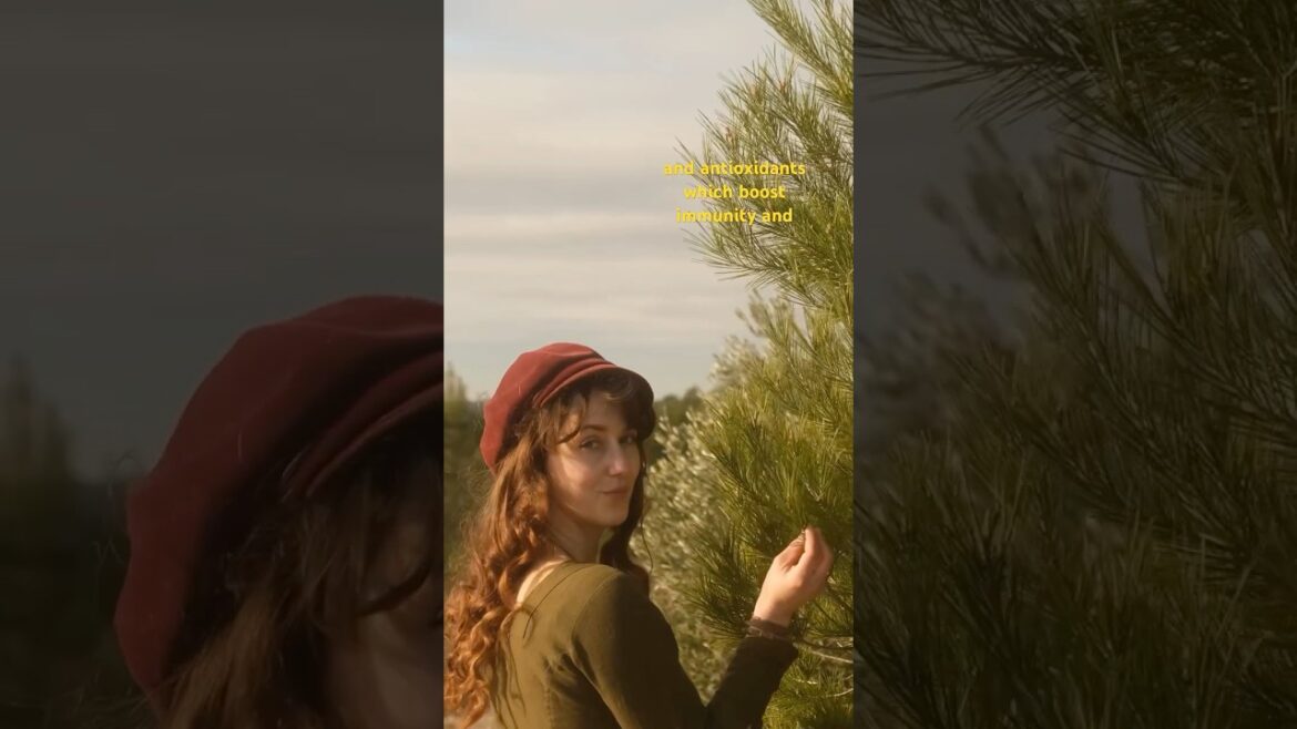 How to make foraged pine needle tea 🌲🫖 #foraging #herbalmedicine #naturalliving How to make foraged pine needle tea 🌲🫖 #foraging #herbalmedicine #naturalliving