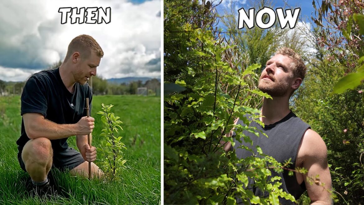 I Turned This Grass Into A Forest In 2 Years 🌳📈 I Turned This Grass Into A Forest In 2 Years 🌳📈