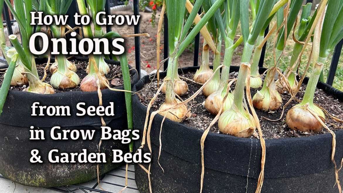 How to Grow Onions from Seed in Containers and Garden Beds| Easy Planting Guide How to Grow Onions from Seed in Containers and Garden Beds| Easy Planting Guide