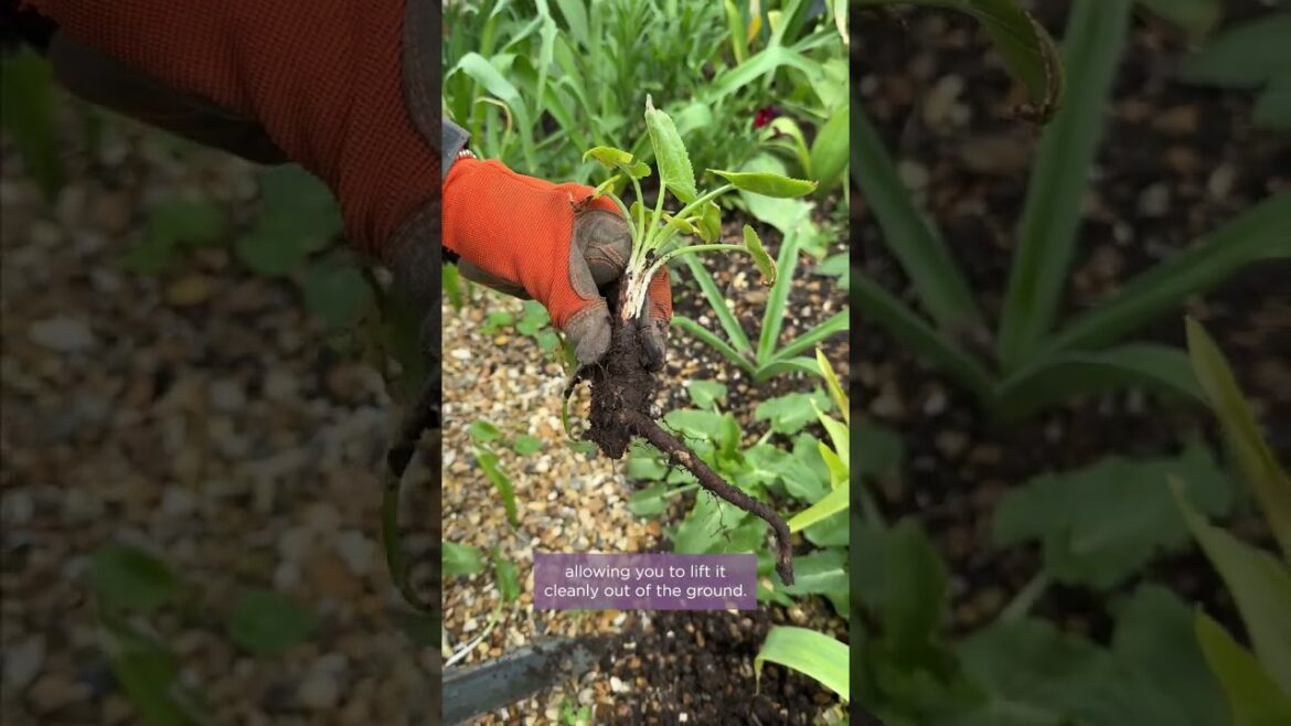 Have you heard of the Hori Hori knife? Have you heard of the Hori Hori knife?