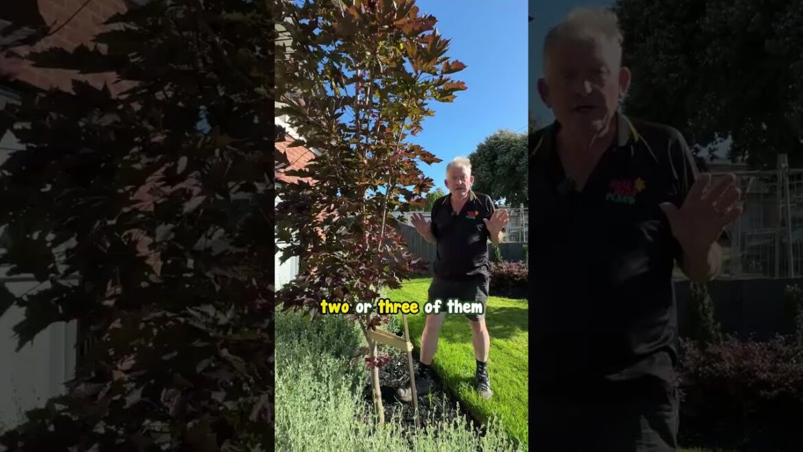 Crimson Sentry is THE Feature Tree You Need.