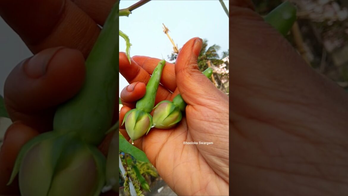 లవంగం చిక్కుడు Clove beans harvesting in terrace garden #gardening #vegetables #harvest #gardenideas