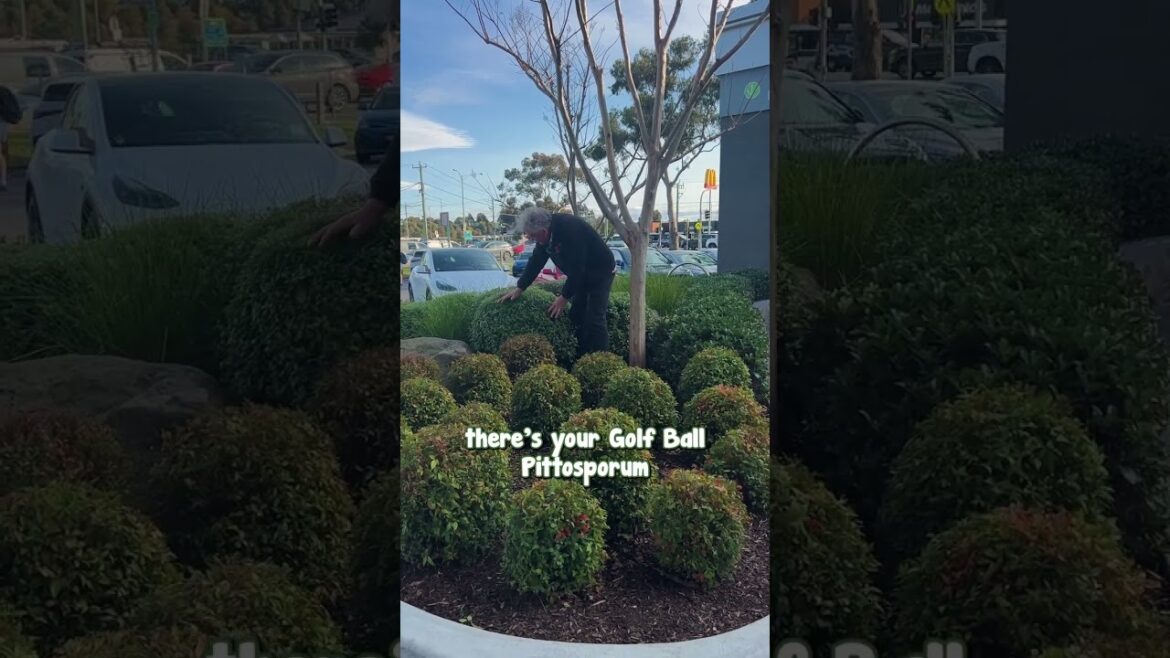 Plant Nandina and Pittosporum Balls for a Fresh and Modern Garden! Plant Nandina and Pittosporum Balls for a Fresh and Modern Garden!