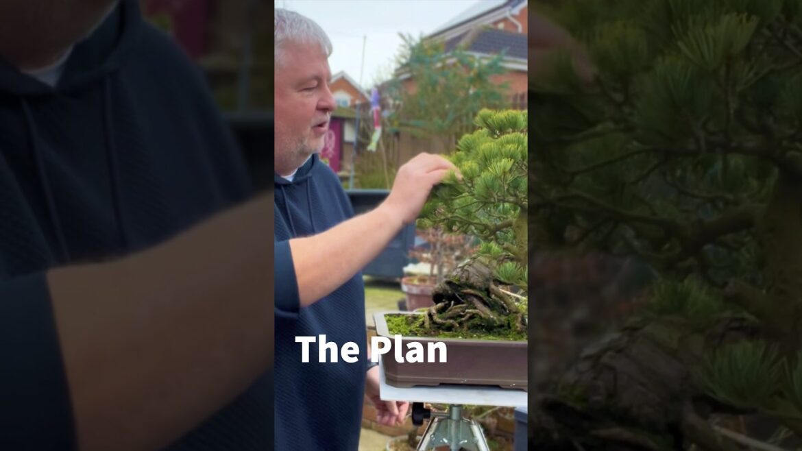 Refined Japanese White Pine Bonsai