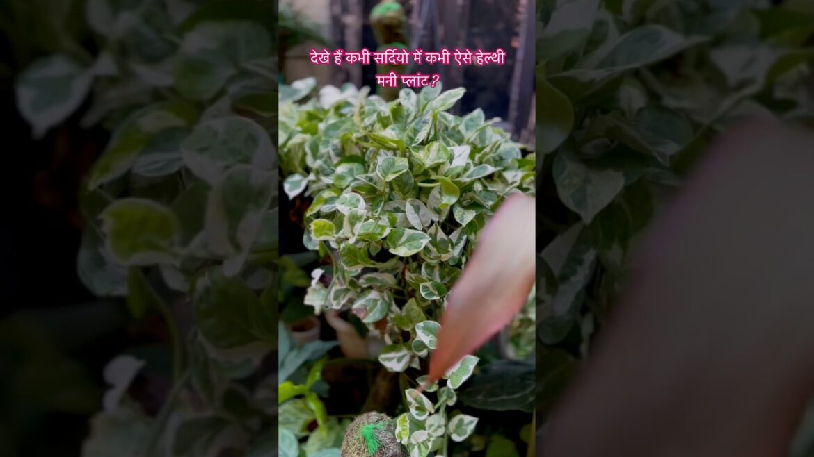 Healthy pearl & jade pothos #pothosvarieties #pothoswintercare #gardeningaesthetics #wintergarden