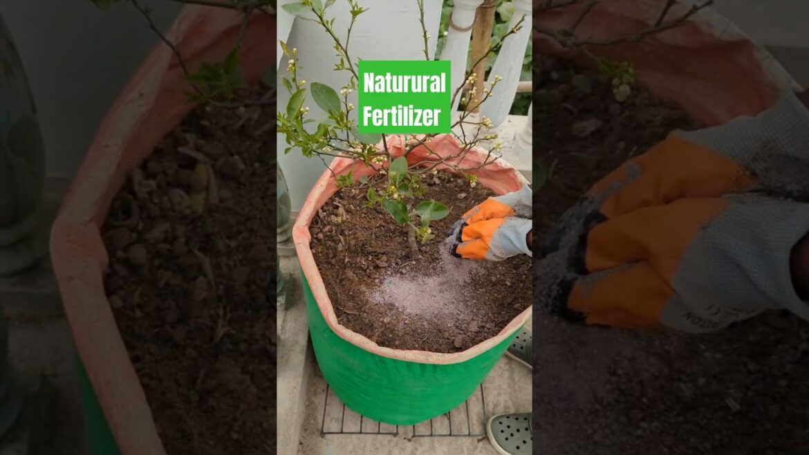 Natural Fertilizer | Best for Fruiting plants #terracegarderning #garden