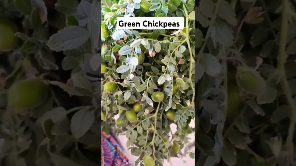 Green Chickpeas #gardening #harechane #greenpea #nature #vegetables #shortsfeed #shorts #trending