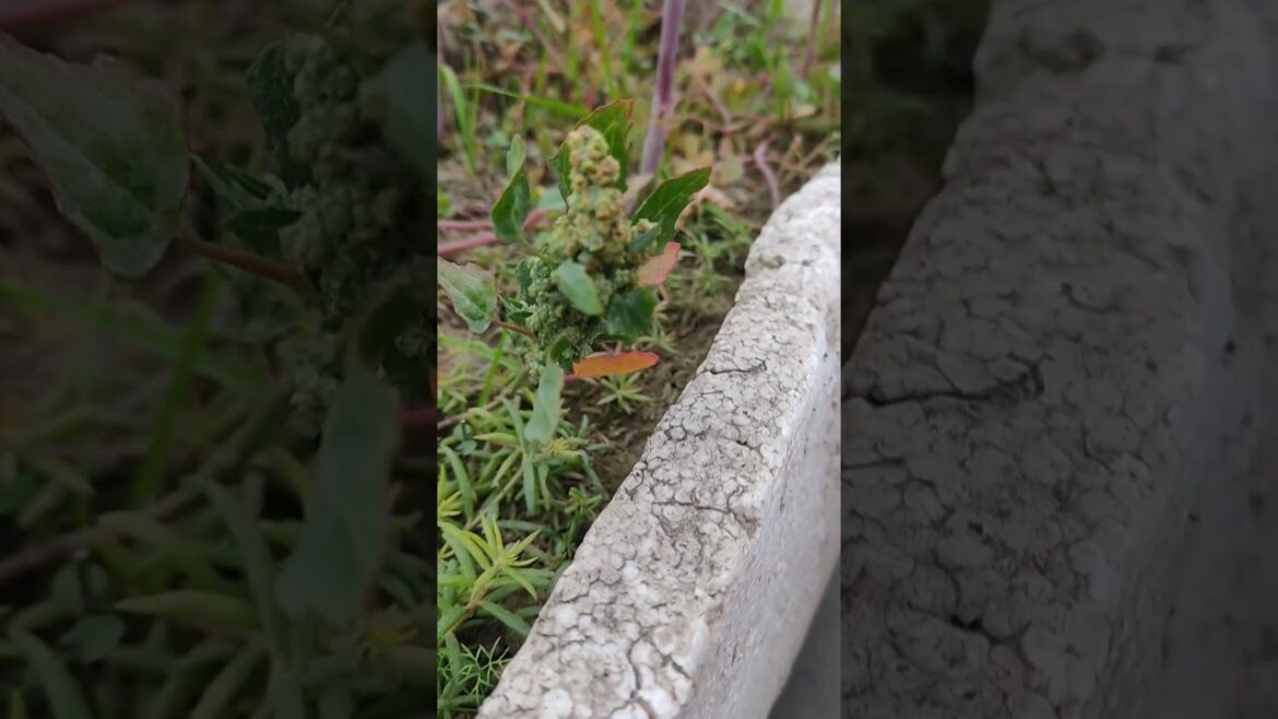 Bathua in my garden #ytshort #gardening #chalobagwaniseekhen #shorts #shortsfunny #shots #shortsfeed Bathua in my garden #ytshort #gardening #chalobagwaniseekhen #shorts #shortsfunny #shots #shortsfeed