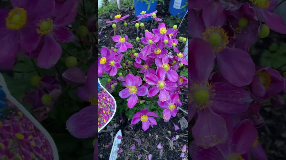 Japanese Anemones #gardening #floweringplant #beautiful | Litha’s Passion World