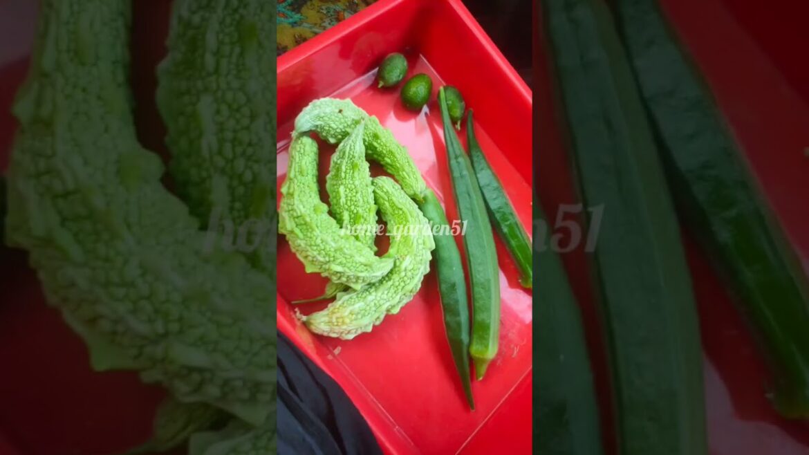 Few harvest pics of 2024..... #gardening #harvest