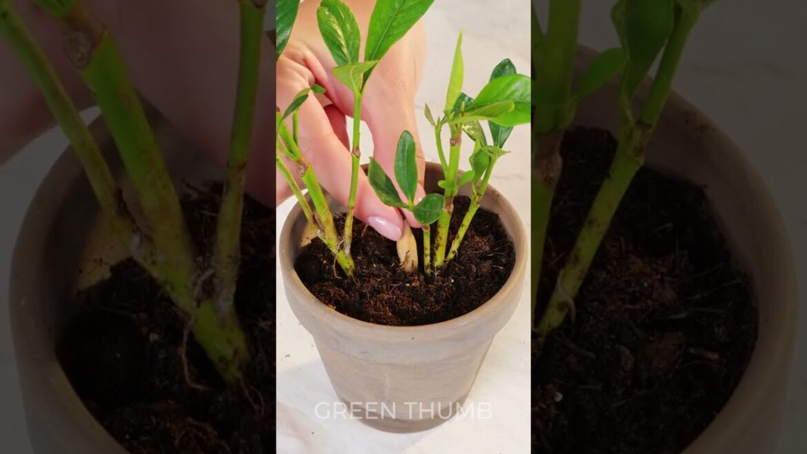 Planting 101: A Beginner’s Guide to Growing Your Own Garden 🌱 Planting 101: A Beginner's Guide to Growing Your Own Garden 🌱