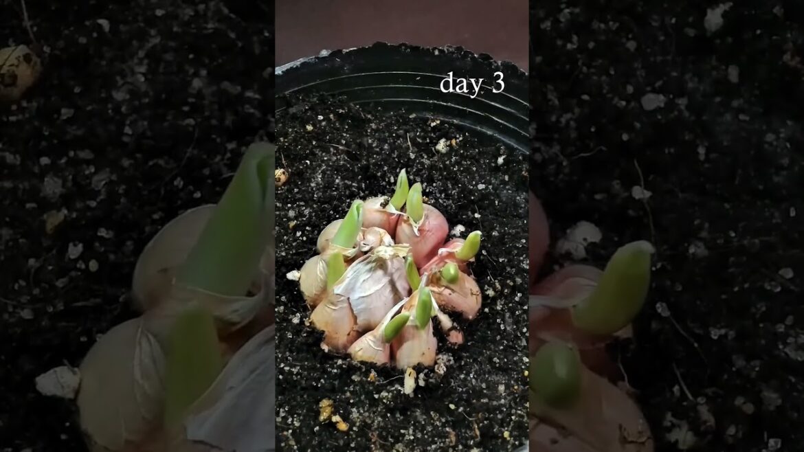 लहसुन उगाएं आसानी से || garlic grow in 12 sec #shorts #vegetablegardening #grow लहसुन उगाएं आसानी से || garlic grow in 12 sec #shorts #vegetablegardening #grow