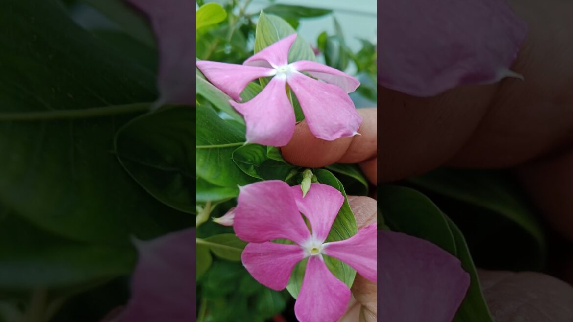 फुल ने क्या खूबसूरत जवाब दिया#shorts#vincaflower #gardening#viralshort फुल ने क्या खूबसूरत जवाब दिया#shorts#vincaflower #gardening#viralshort