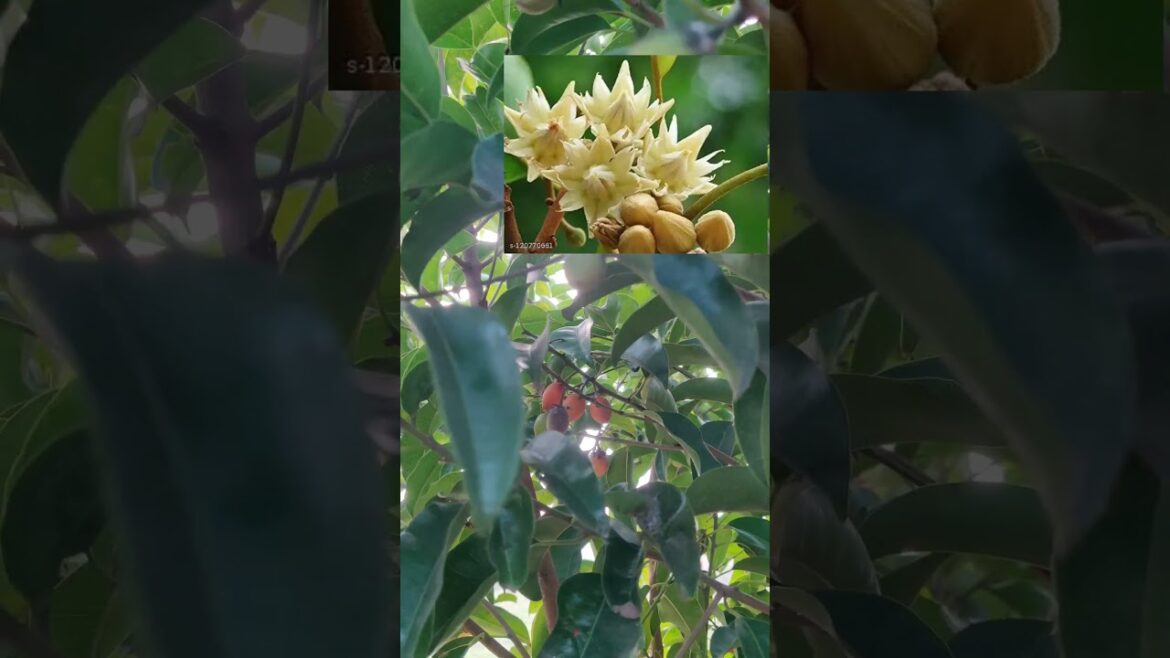 Exploring spanish cherries||pogadalu#viralvideo #viralshorts#trending #shorts #youtubeshorts#explore