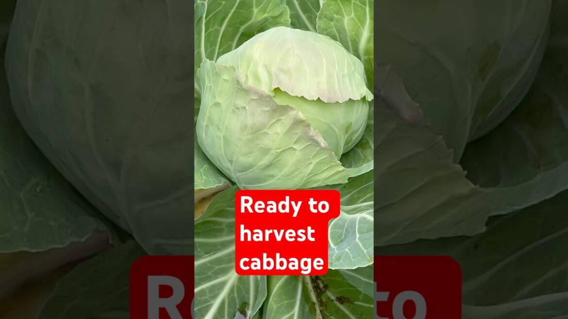 Ready to harvest cabbage 🥬 at kitchen garden #gardening #vegetablegardening #cabbage #homegardening Ready to harvest cabbage 🥬 at kitchen garden #gardening #vegetablegardening #cabbage #homegardening