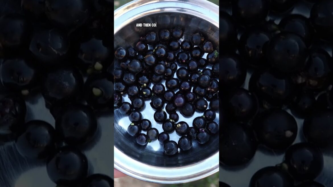 Growing and Harvesting Sunberries: Sweet & Easy!