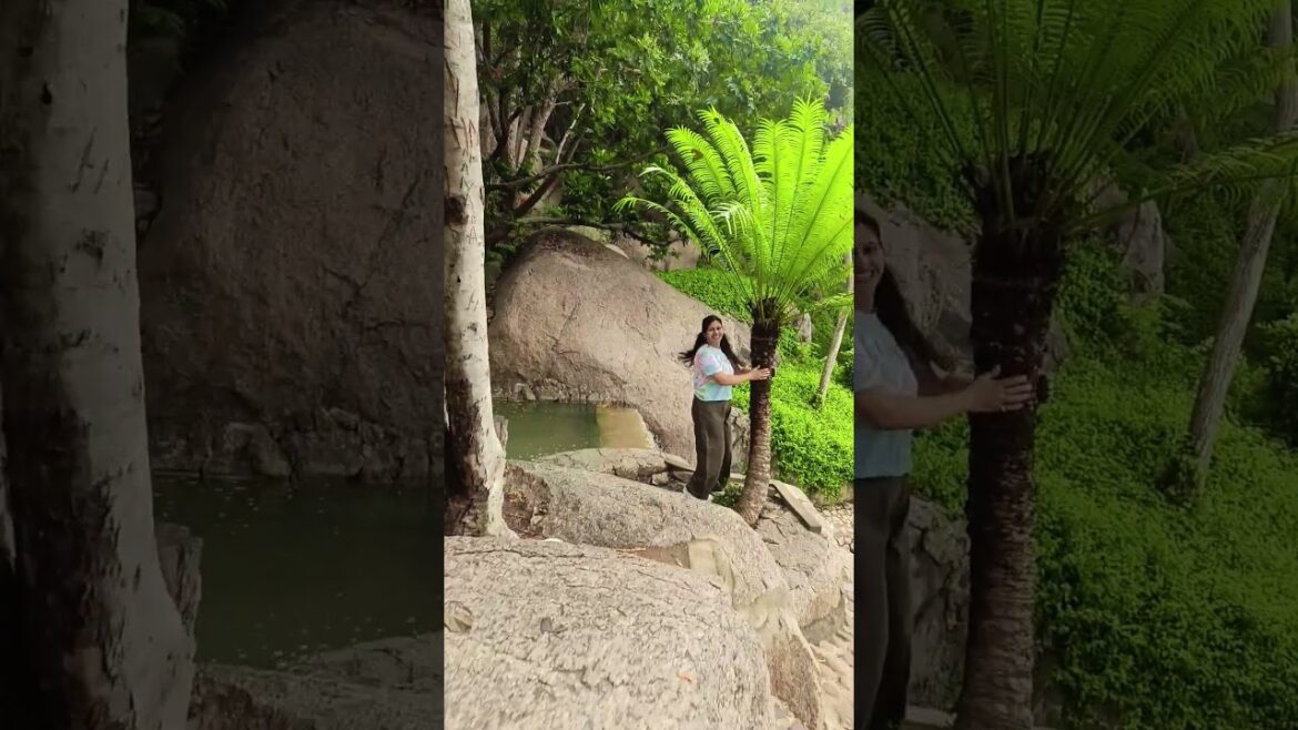 Japanese garden #ramojifilmcityhyderabad #ramojifilmcity