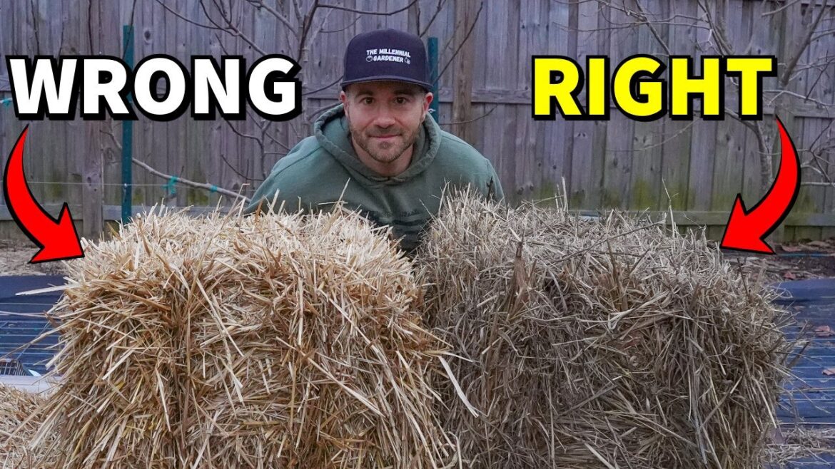 The HIDDEN PROBLEM With Using STRAW MULCH