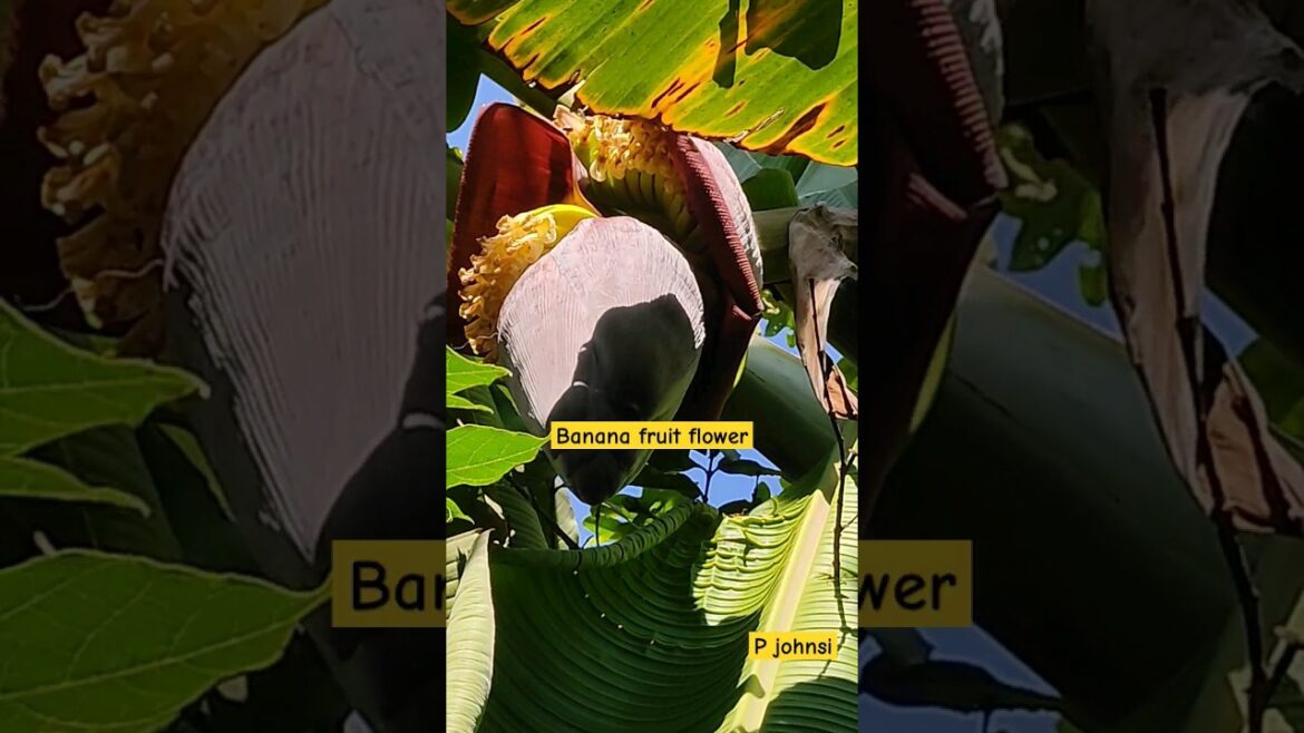 Banana Flower in Backyard Garden | #shorts #bananaflower #bananaplant