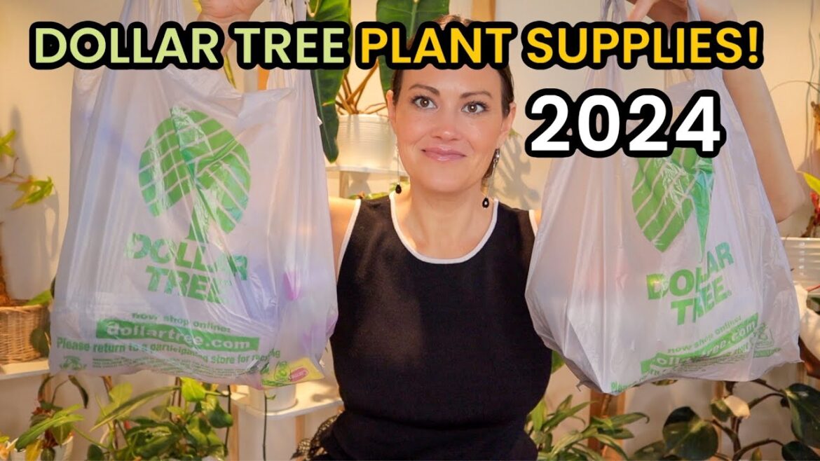 Dollar Tree PLANT SUPPLIES! Shop With Me For House Plant Supplies & Pots – Dollar Tree Finds Dollar Tree PLANT SUPPLIES! Shop With Me For House Plant Supplies & Pots - Dollar Tree Finds