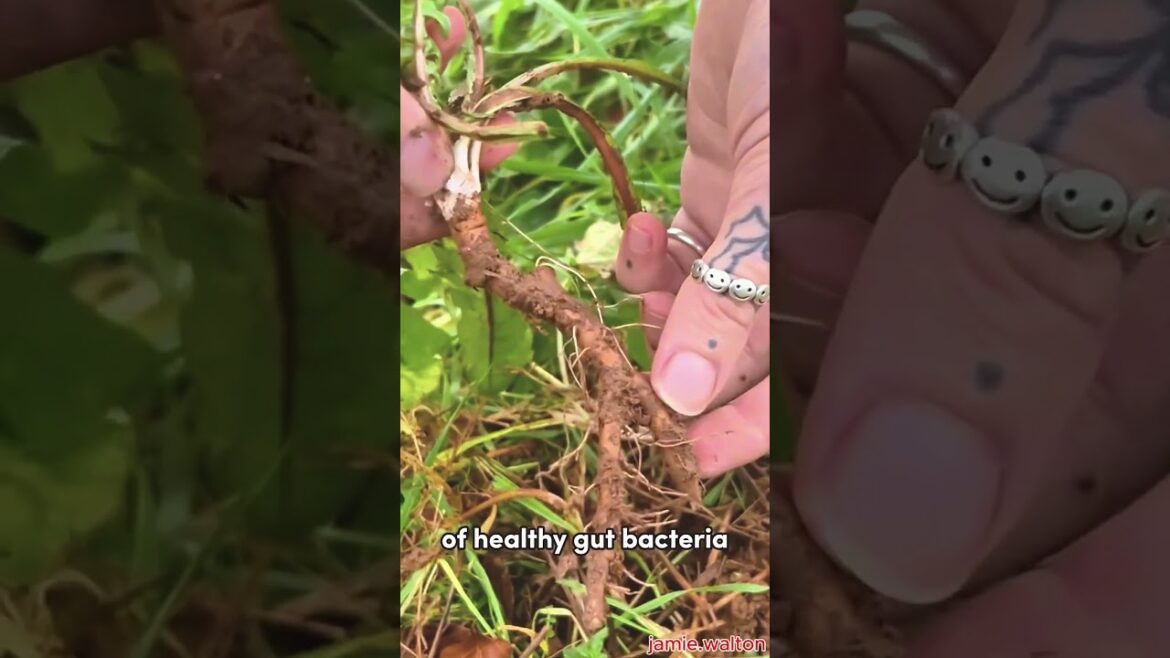 Harvest Dandelion Roots in Winter! 🌼❄️ #gardeningtips #dandelion #herbaltea #foraging