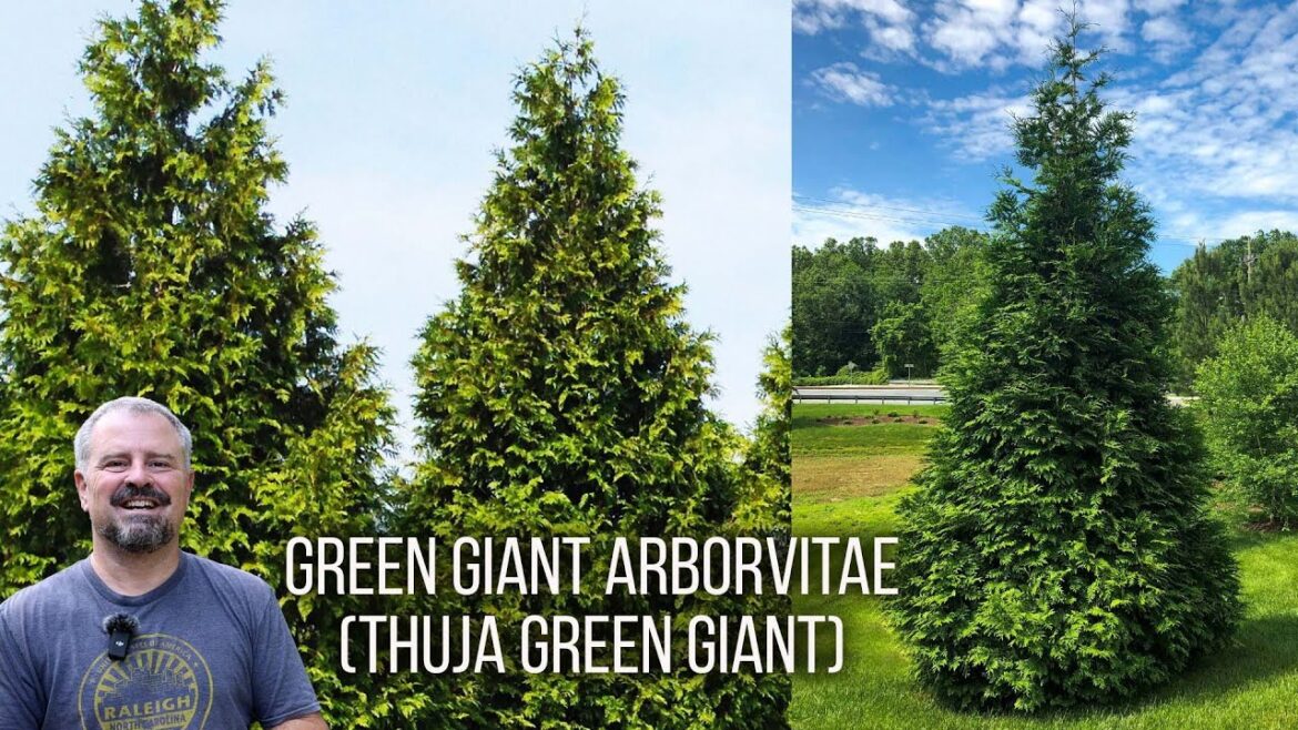 Green Giant Arborvitae (Thuja Green Giant)