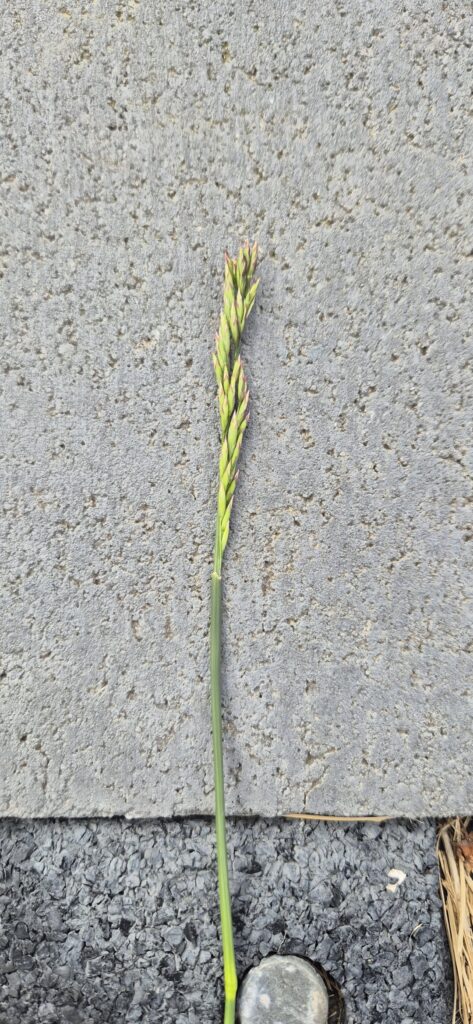 Help with weeds in RTF tall fescue.