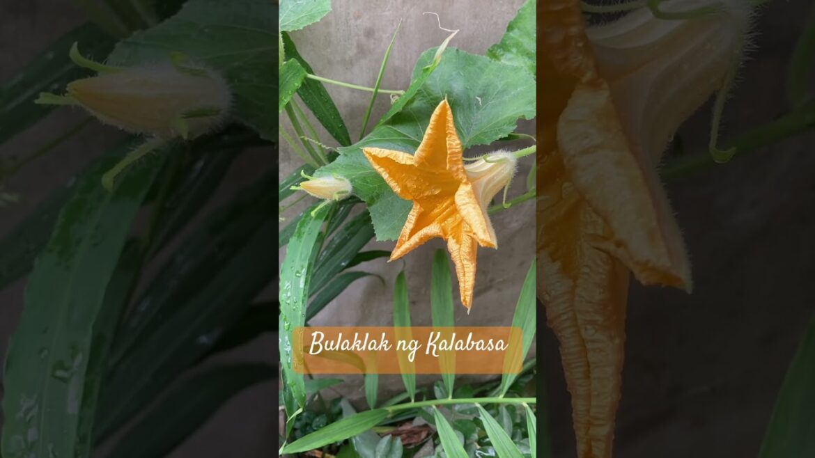 Edible #Flowers and #Vegetables Growing in our #Urban #Garden 🪴🌼🍆😊🙌
