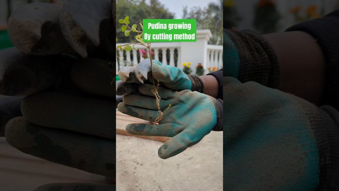 Pudina Growing by cutting method#garden #terracegarderning #gardenplants #plants