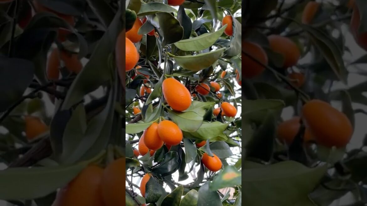 KUMQUAT in our backyard edible garden 🌱🍊 #shorts #kumquat #gardening #organicgarden #urbangarden