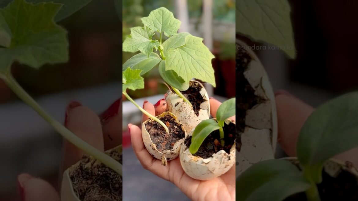 Mana Beerakaya chetlu keka puttisthunnay oka range lo 🤩