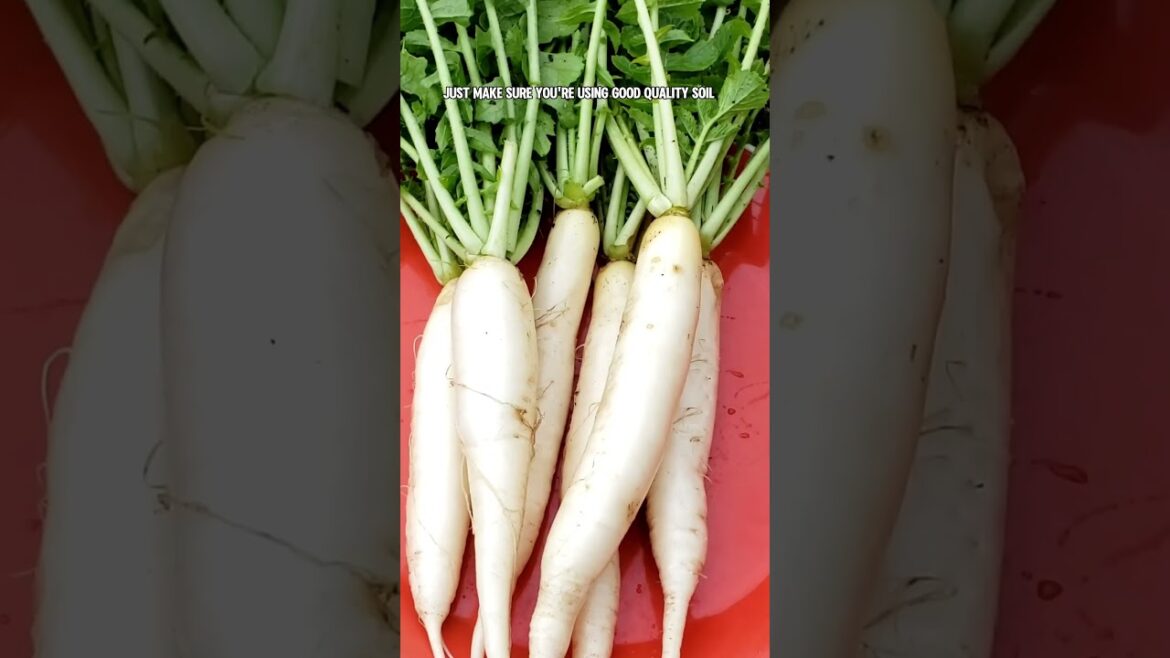 Growing and Harvesting White Minowase Radish: Tips for a Crisp Harvest!