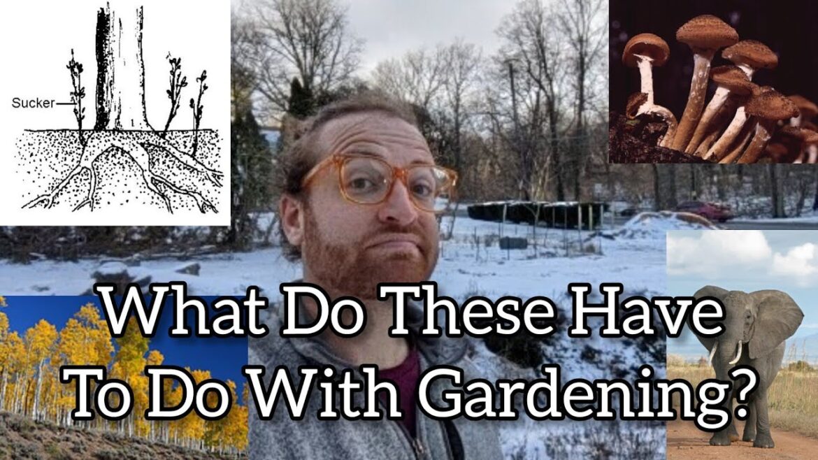 The World’s Largest Organism, And Your Backyard Garden The World's Largest Organism, And Your Backyard Garden
