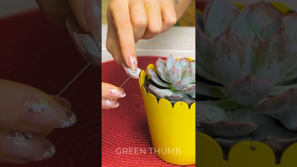 TOP Planting Ideas for Beginner Gardeners to Create a Lush Space! TOP Planting Ideas for Beginner Gardeners to Create a Lush Space!