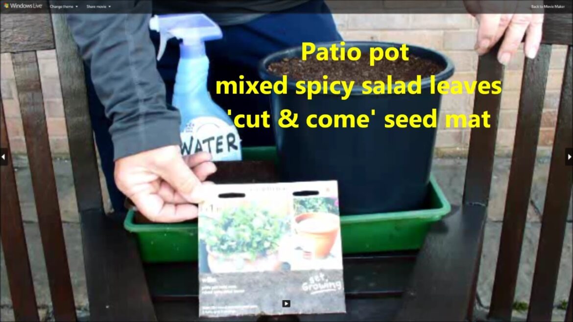 Grow patio pot mixed spicy salad leaves using a ‘user friendly’ pre loaded seed mat Grow patio pot mixed spicy salad leaves using a 'user friendly' pre loaded seed mat