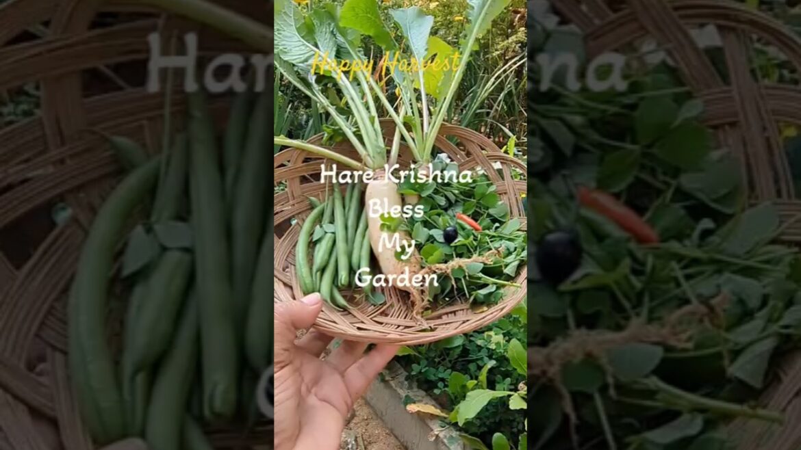 Organic gardening #beeslittlegarden #gardening #harvest #organicgardening Organic gardening #beeslittlegarden #gardening #harvest #organicgardening