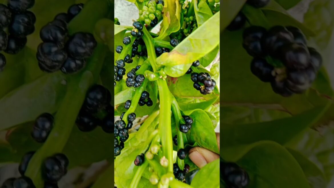 The Future of Home Gardeing:2025 Trends#trending #shorts garden#gardening#plants The Future of Home Gardeing:2025 Trends#trending #shorts garden#gardening#plants