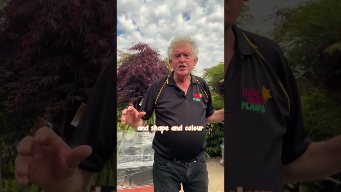 We’ve Put Together an Exquisite Collection of Japanese Maples Just For You.