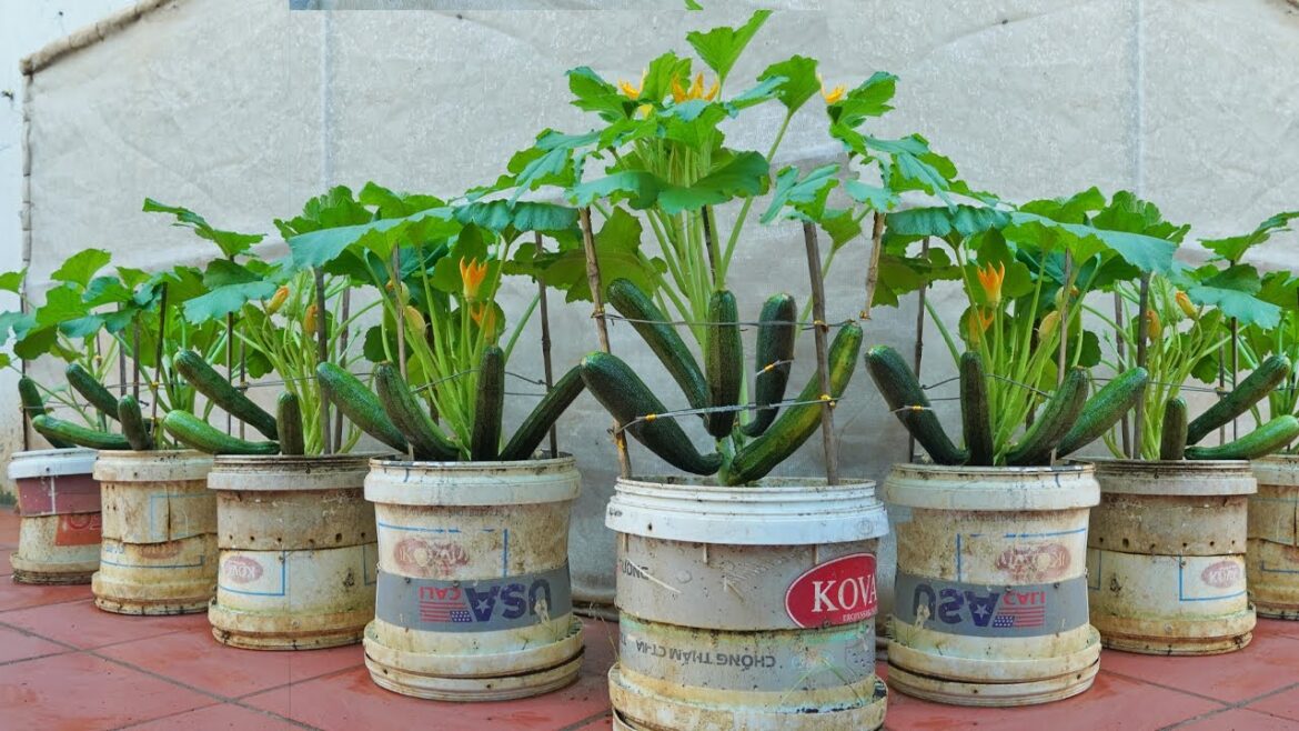 [Home Gardening] If you want to grow large fruited zucchini at home, check out this method!