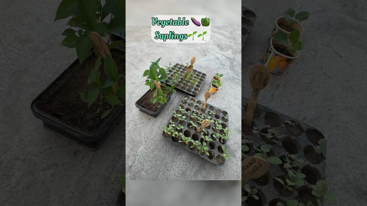 Vegetable Seedlings ๐๐ซ How to Grow in Trays ? #trending #viral #gardening #farming #ytshorts Vegetable Seedlings ๐๐ซ How to Grow in Trays ? #trending #viral #gardening #farming #ytshorts
