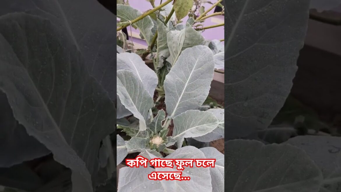 আমার ছাদ বাগানে ফুলকপি।। #trends #gardening #rooftopgarden #harvest #cauliflowers
