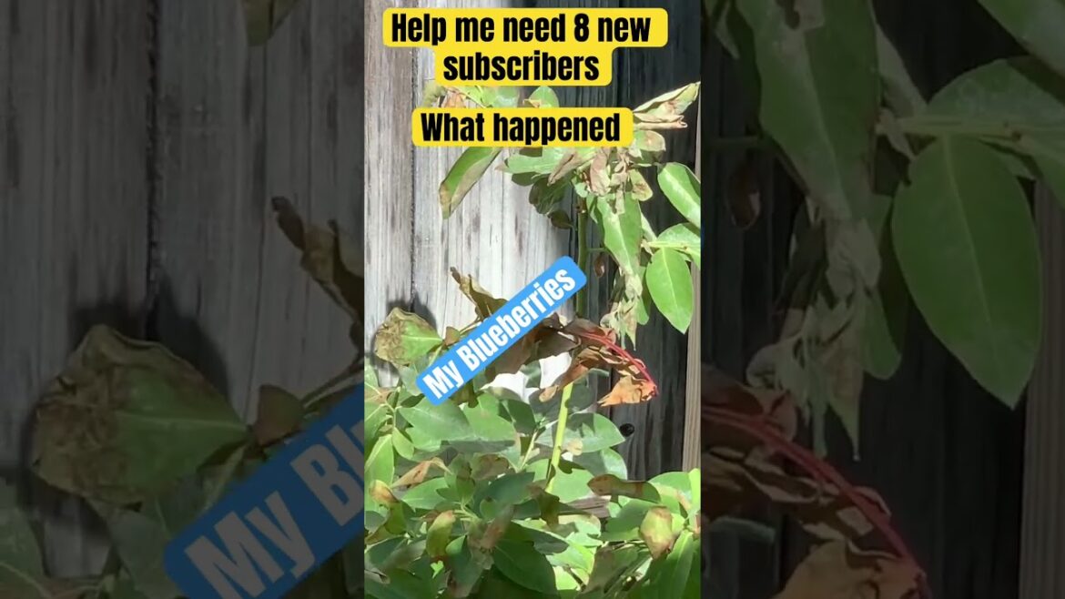 Dead Blueberries #gardencompost #garden #growingberries #gardening #ediblefruits #growingblueberries Dead Blueberries #gardencompost #garden #growingberries #gardening #ediblefruits #growingblueberries