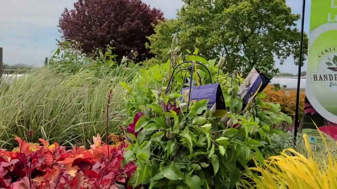 Hakonechloa ‘All Gold’ Japanese Forest Grass | Garden Center | Stratford CT Hakonechloa 'All Gold' Japanese Forest Grass | Garden Center | Stratford CT