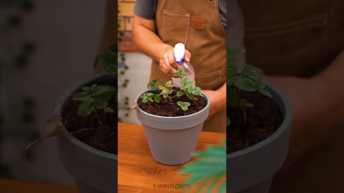 We're rooting for these clever strawberry growing hacks! Gardening Tips For Plant Lovers 🍓