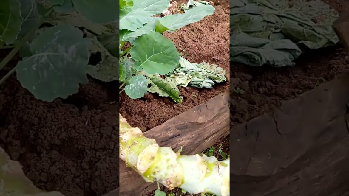 Inducing kales to put suckers #backyardgardening #garden #gardening #villagegarden #vegetablegardeen