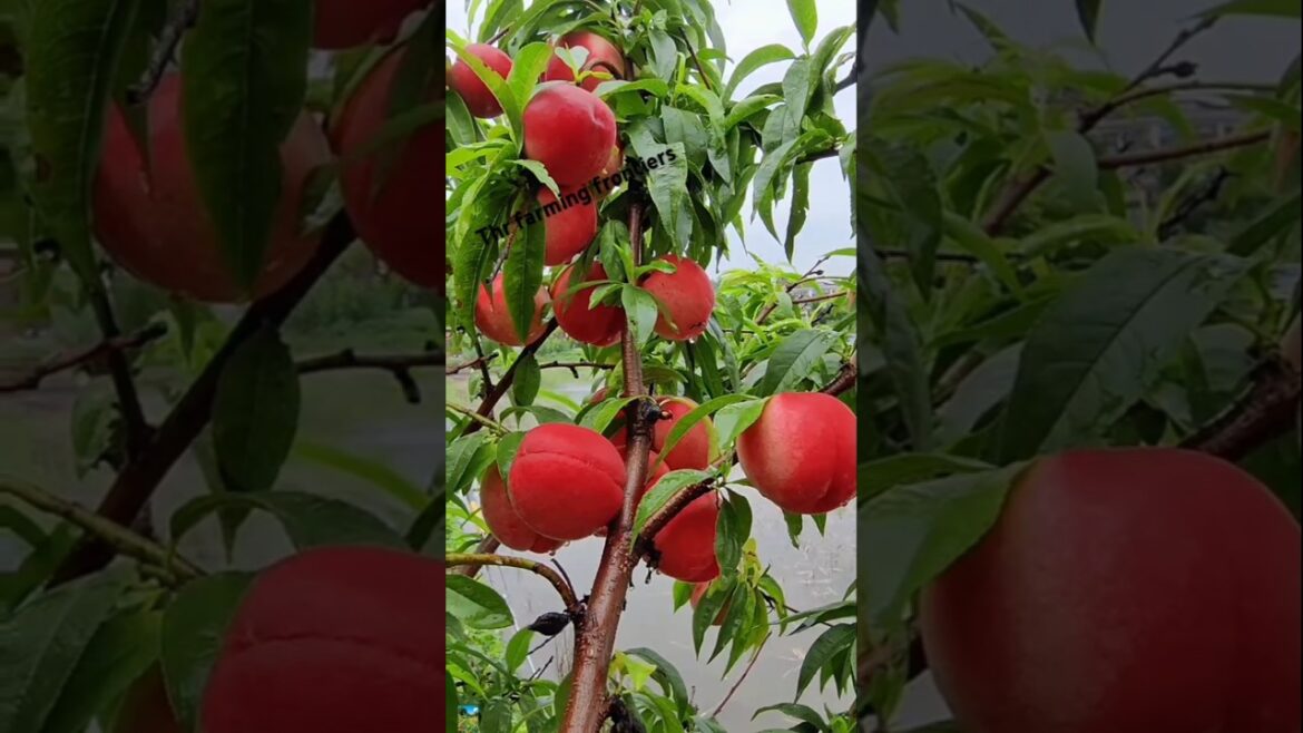 Fruit Farming #satisfyingvideos #shorts #satisfying Fruit Farming #satisfyingvideos #shorts #satisfying