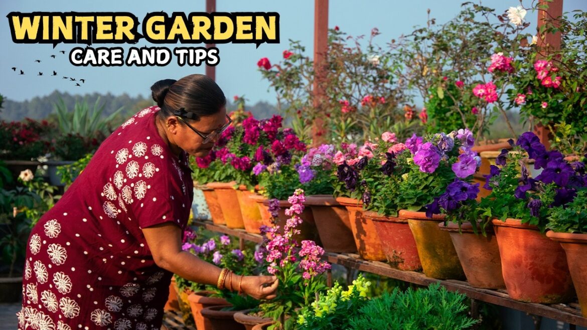 Winter Flower Care in Just 5 Minutes a Day for Busy Gardeners I Pabitra Garden