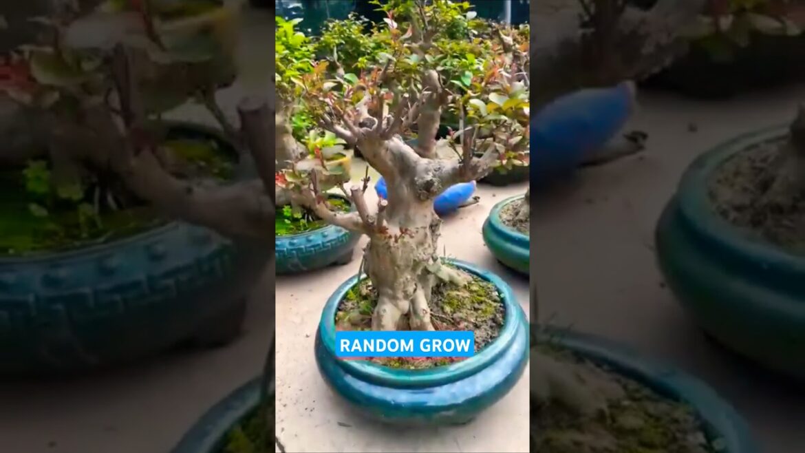 Tree Live #bonsaitree #bonsaiideas #indoorplants #garden #trees #tree #live #shorts #fyp #green Tree Live #bonsaitree #bonsaiideas #indoorplants #garden #trees #tree #live #shorts #fyp #green